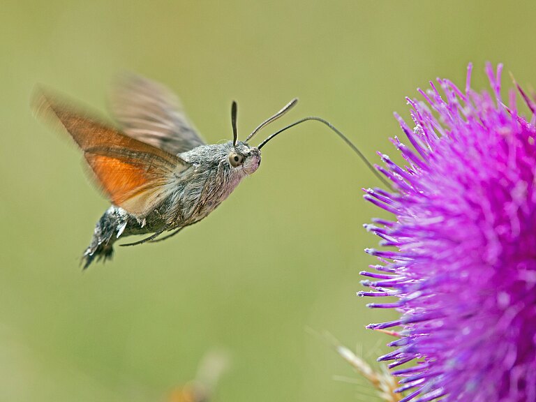 Bild von einem Taubenschwänzchen an Blüte